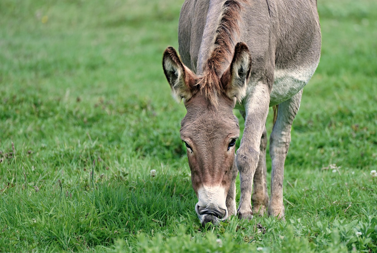 build your website with wordpress – Image 1