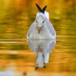 Blogging for Business