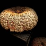 How Blogging Boosts Business Growth and Customer Trust Blogging for Business